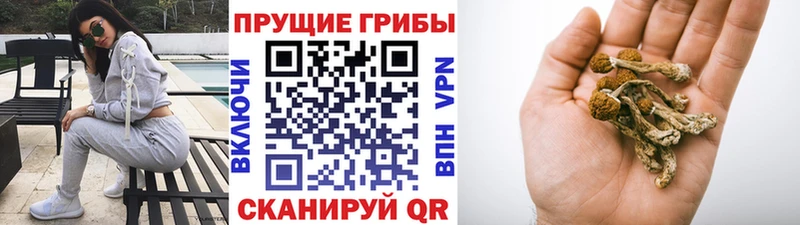 Галлюциногенные грибы Magic Shrooms  ОМГ ОМГ ССЫЛКА  Новое Девяткино  где найти наркотики 